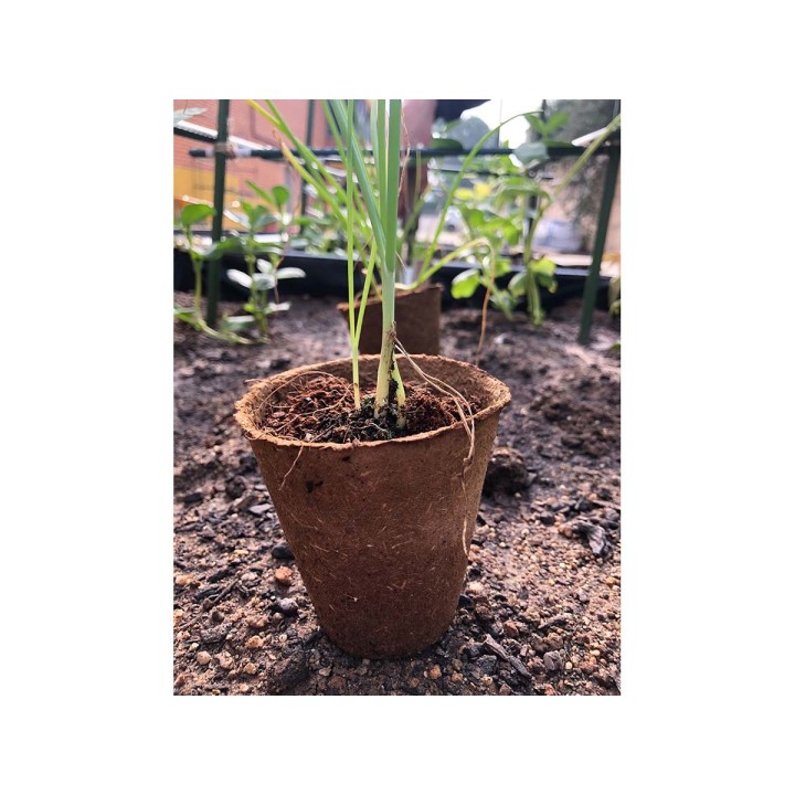 Vasos redondos de fibra natural Ø6cm (6u) | EntreSementes