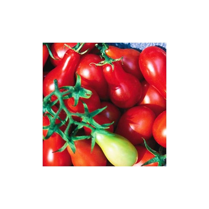Tomate Cherry Pera Rojo - Sobre 25 semillas