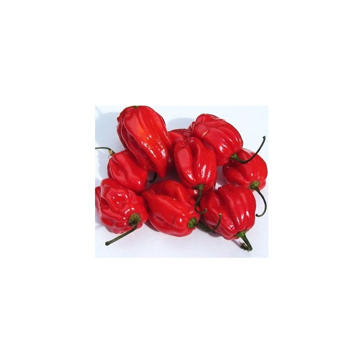 semillas pimiento habanero rojo