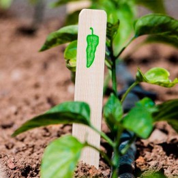 Etiquetas de bambu, ilustração de Pimento (6uds)