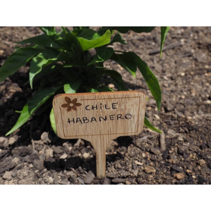 Etiquetas de bambu para plantas (6u) | EntreSementes