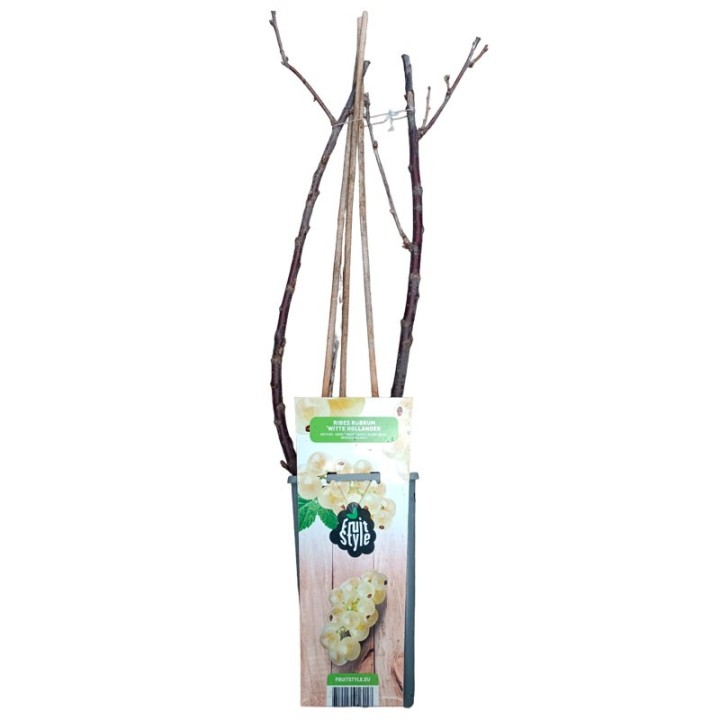 Groselha branca Witte Hollander - 1 planta | EntreSementes