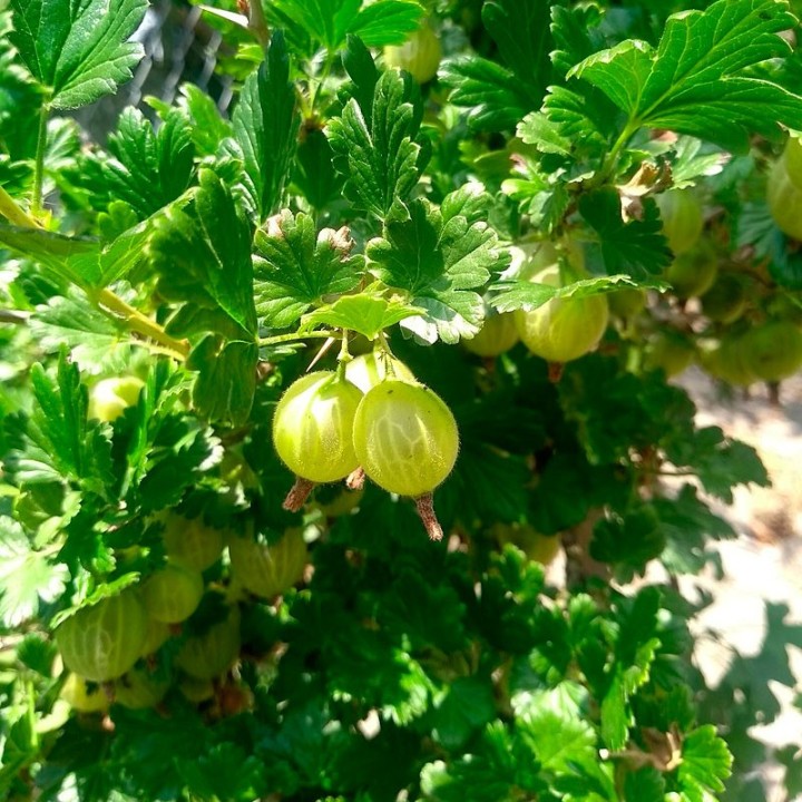 Groselha espinhosa Hinnonmaki Grön - 1 planta | EntreSementes