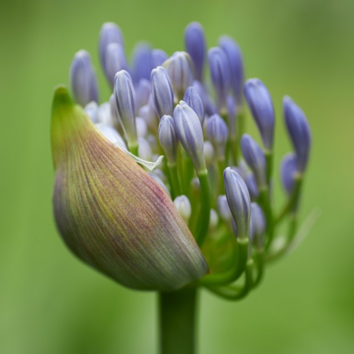 Semillas de agapantos, agapanthus africanus agapantus lirio africa