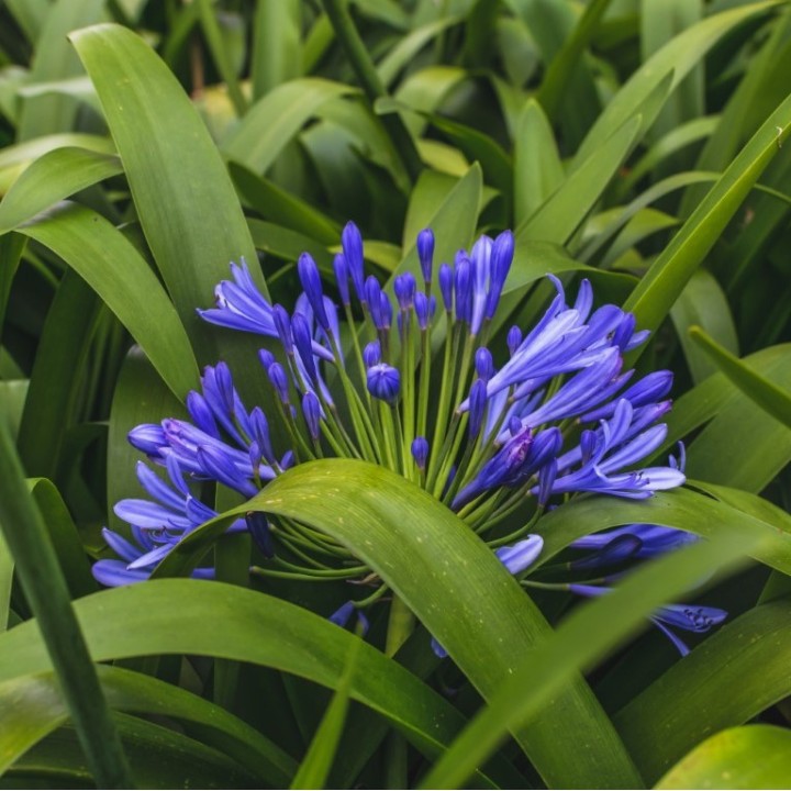 Semillas de agapantos, agapanthus africanus agapantus lirio africa