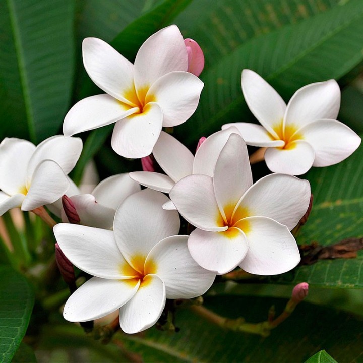 Plumeria rubra - Planta