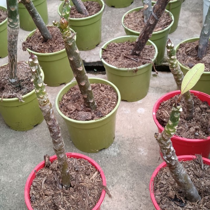 Plumeria rubra - Planta