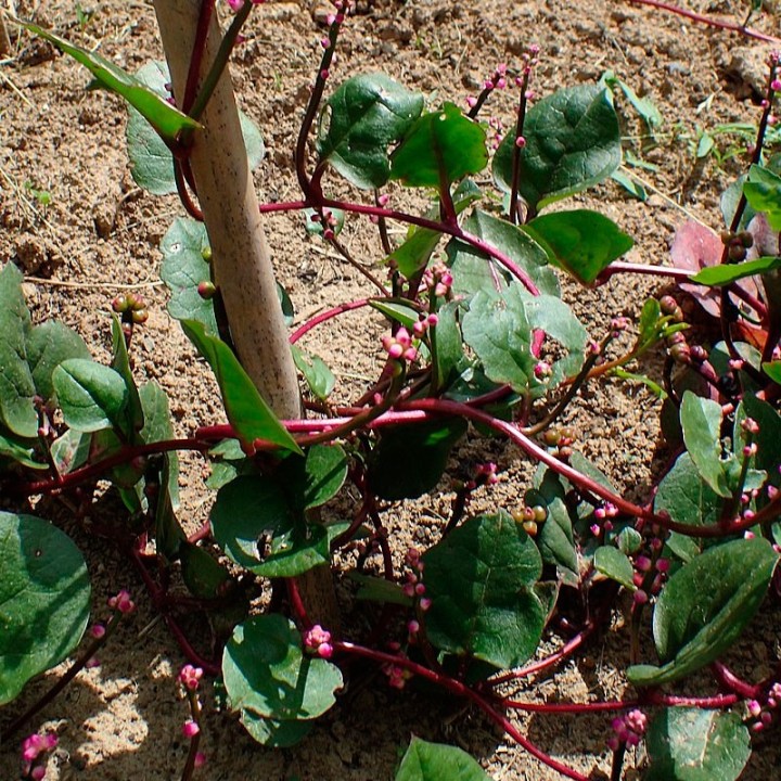 basella rubra sementes