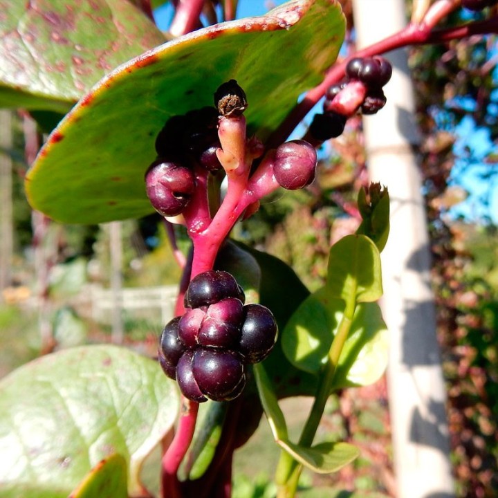 Sementes de Espinafre Malabar Vermelho (Basella rubra) ou espinafre chinês vermelho
