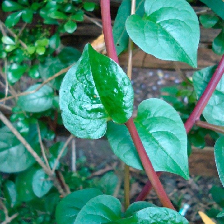 sementes de Espinafre Malabar Vermelho