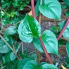 sementes de Espinafre Malabar Vermelho