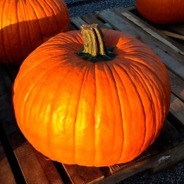 Abóbora Connecticut field (tipo Halloween) - Sementes