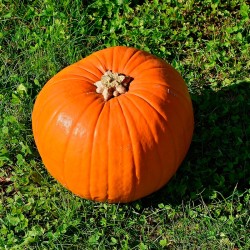 Abóbora Connecticut field (tipo Halloween) - 10 sementes
