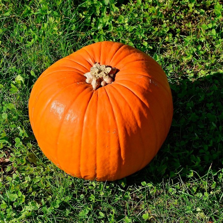 Sementes de Abóbora Connecticut field (tipo Halloween)