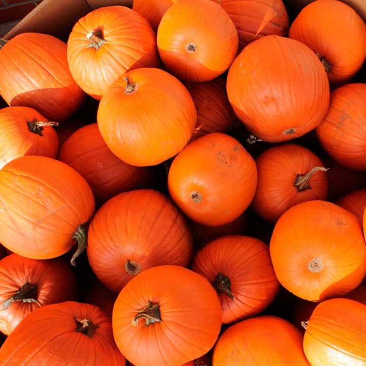 Sementes de Abóbora Connecticut field (tipo Halloween)