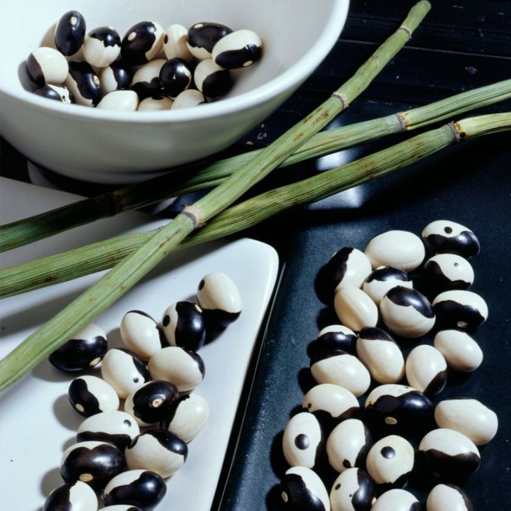 feijao paseolus vulgaris yin yang sementes para semear