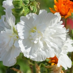 sementes de alcea rosea flor branca