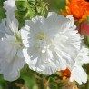 sementes de alcea rosea flor branca
