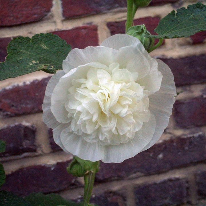 malva real branca