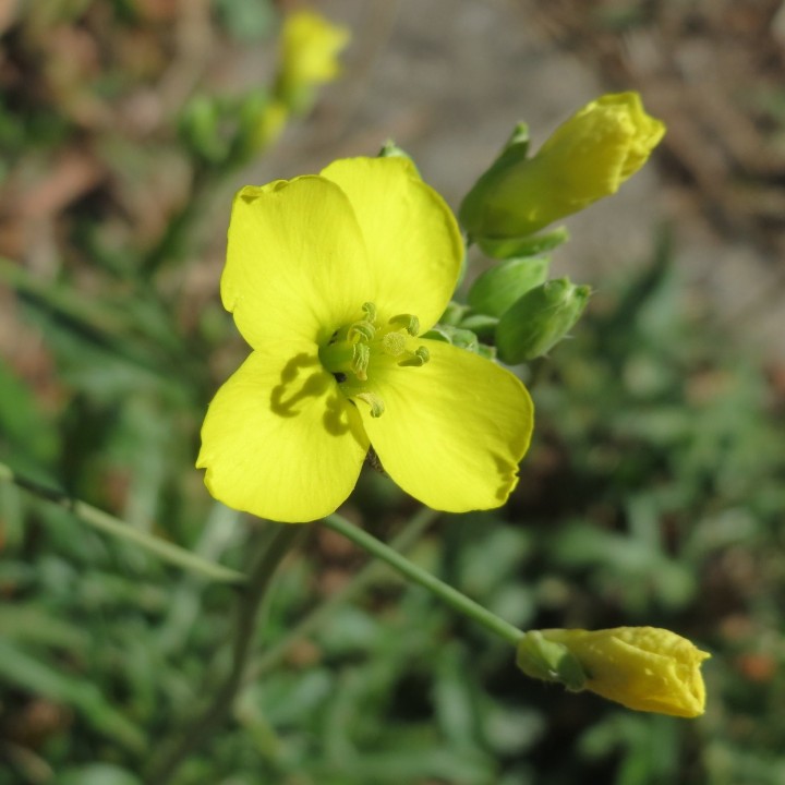 Sementes de rúcula selvagem Invernal (Diplotaxis tenuifolia)