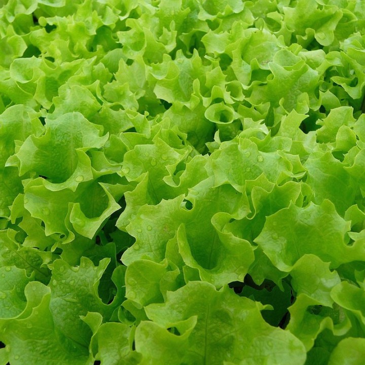 Alface, Lollo Verde sementes