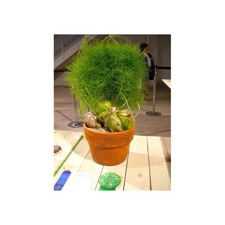 Bowiea volubilis - 1 bulbo doble