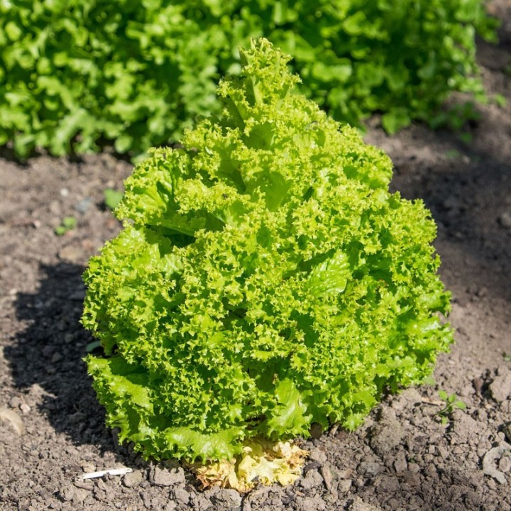 Sementes de alface Lollo Verde, italiana Lolla Biondo