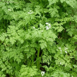cerefolio Anthriscus cerefolium semillas
