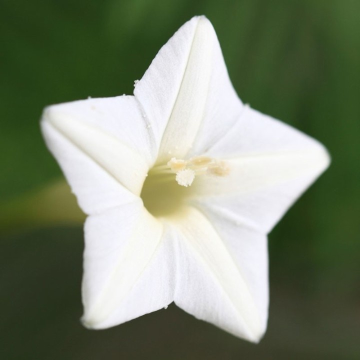 Ipomoea quamoclit White feather sementes