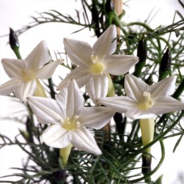 Ipomoea quamoclit, Branca - Sementes | Loja de sementes