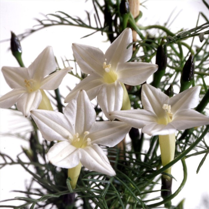Ipomoea quamoclit, Branca - Sementes | Loja de sementes