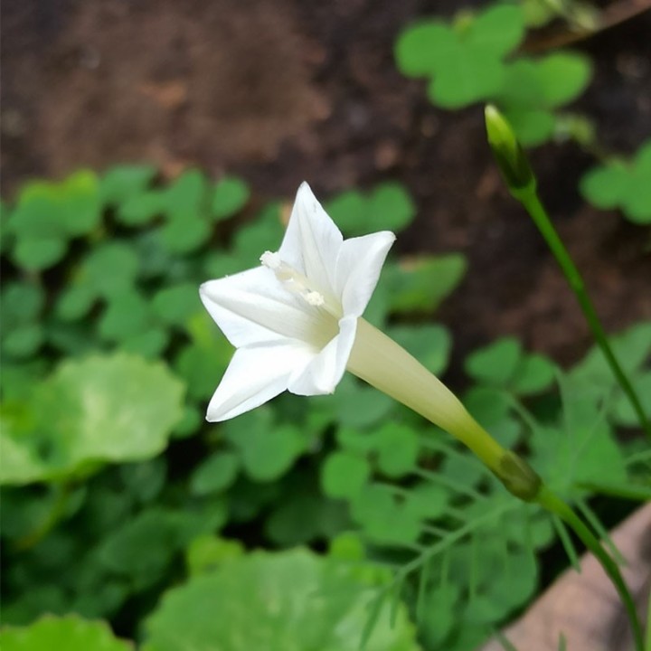 Ipomoea quamoclit branca sementes