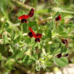 Ervilha aspargo - Sementes