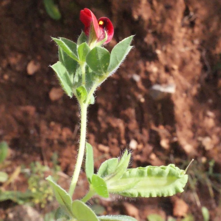 sementes de Tetragonolobus purpureus