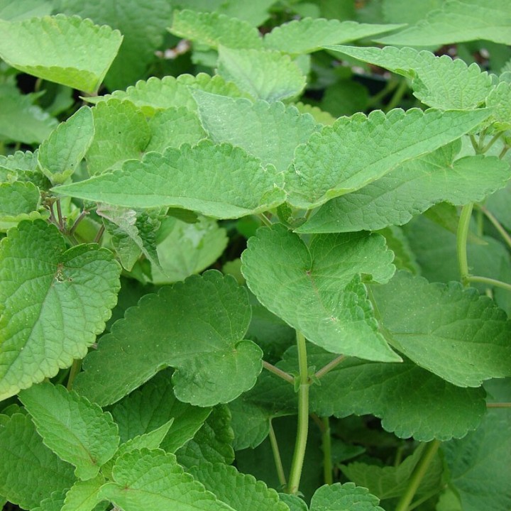 sementes de Agastache foeniculum