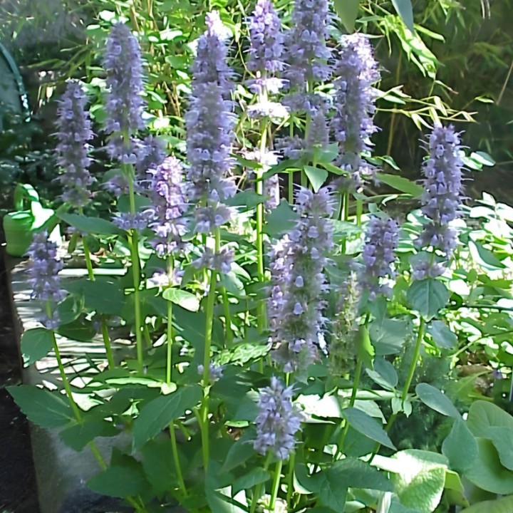 Sementes de Hissopo de anis (Agastache foeniculum) | Loja de sementes