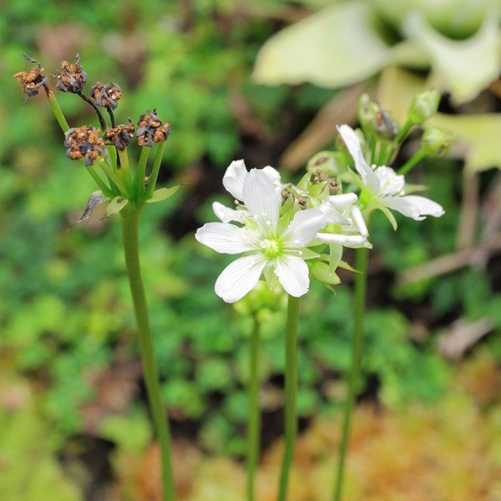 Sementes de Apanha-moscas (Dionaea muscipula) sementes de plantas carnívoras