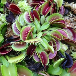 sementes de dionaea muscipula
