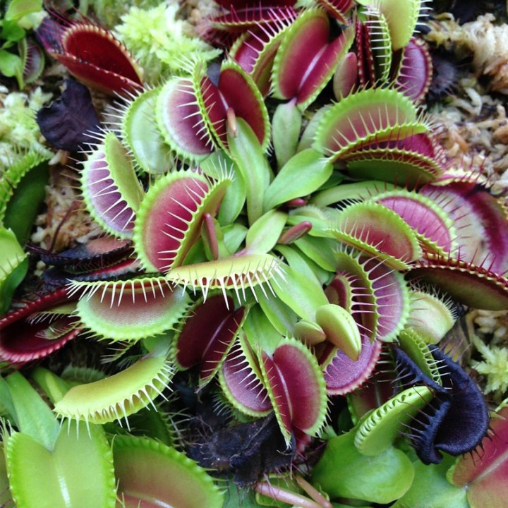 sementes de dionaea muscipula