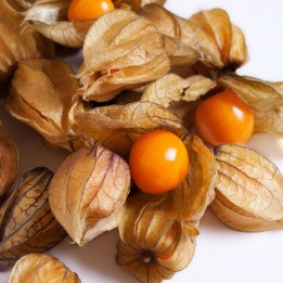 Sementes de Fisális laranja (Physalis peruviana) para semear