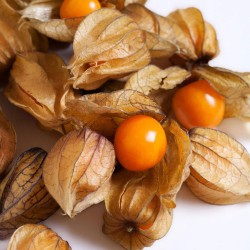 Fisális laranja - 50 sementes