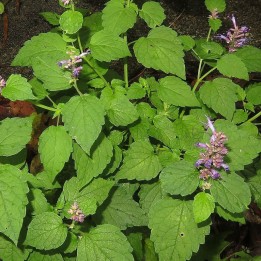 plantas de menta coreana agastache rugosa