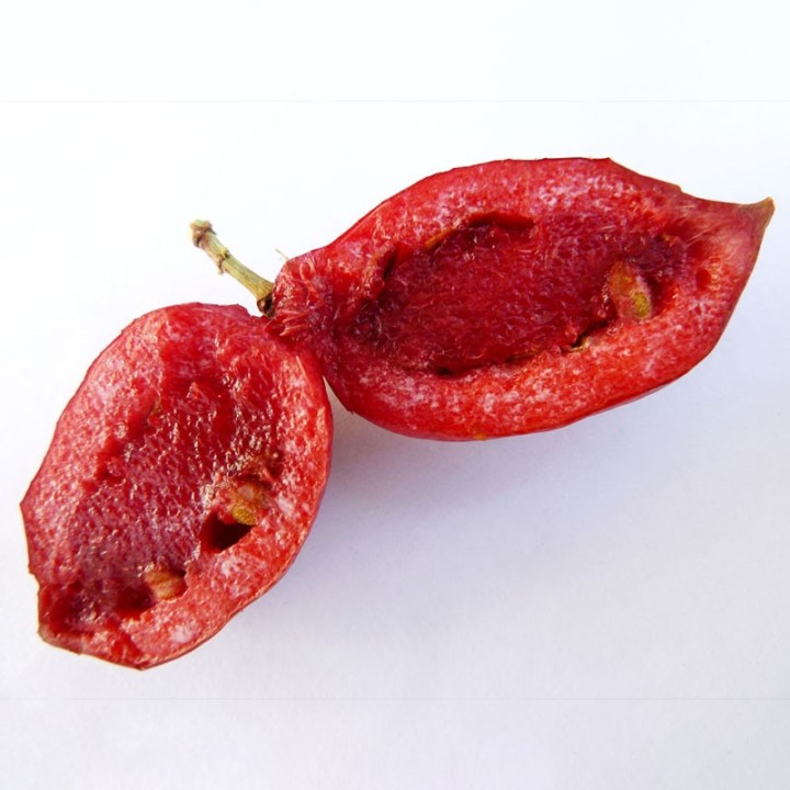 Carissa macrocarpa planta