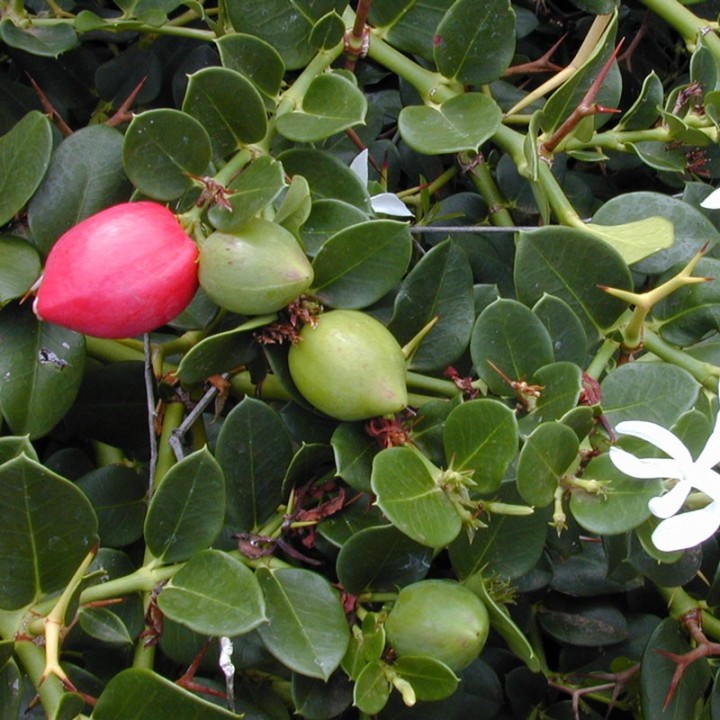 Ameixa-do-Natal - Planta