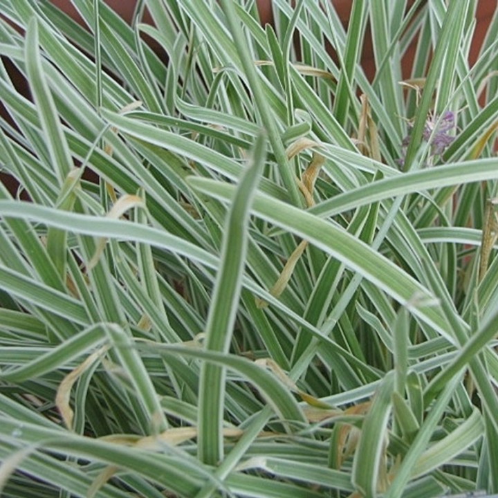 Tulbaghia violacea variegada planta ou Wild Garlic, vaso de plantas bulbosas