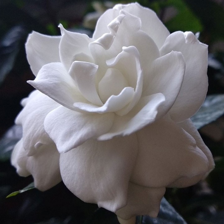 Gardenia jasminoides - Planta