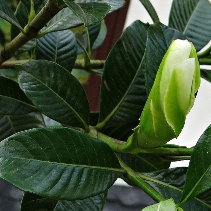 Plantas de Gardenia jasminoides, jazmin del cabo jazmín sembrar