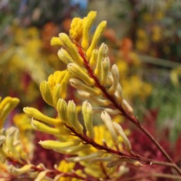 Anigozanthos - planta