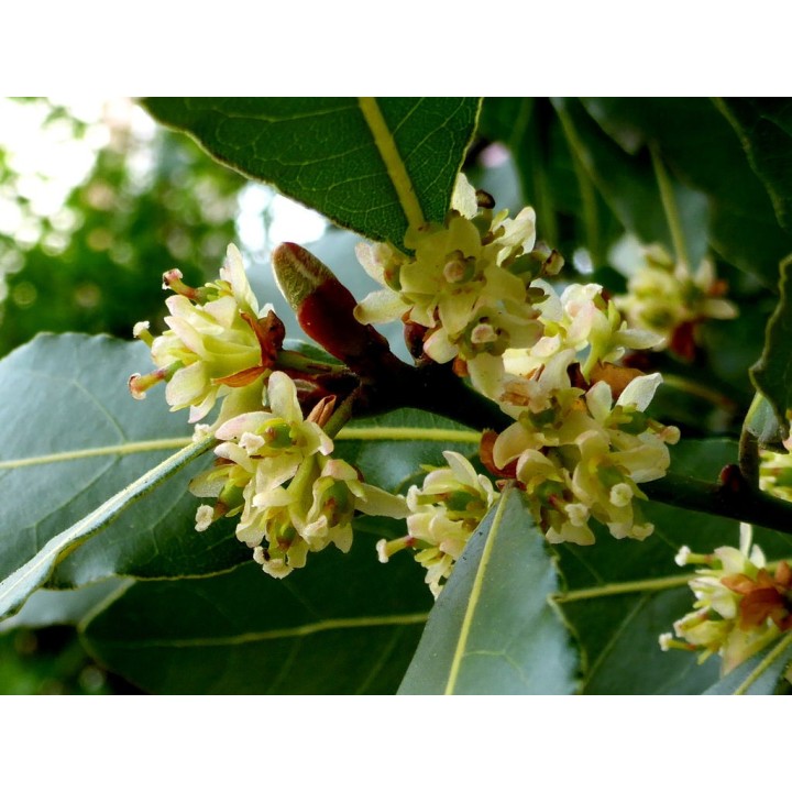 Plantas de Louro (Laurus nobilis) | EntreSementes
