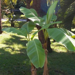 Musa basjoo - 1 planta